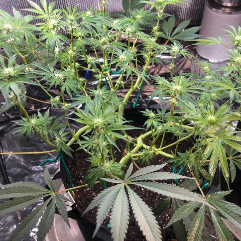 Blue growlog timeline photo