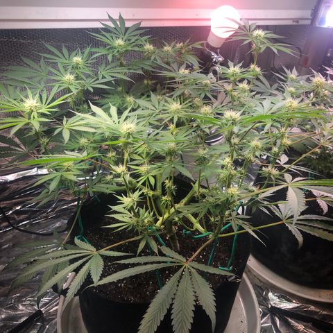 Blue growlog timeline photo