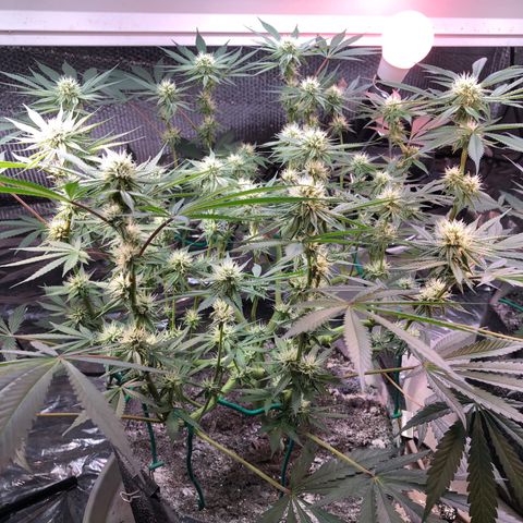 Blue growlog photo: Put down some diatomaceous earth to combat some fungus gnats before they become a problem 