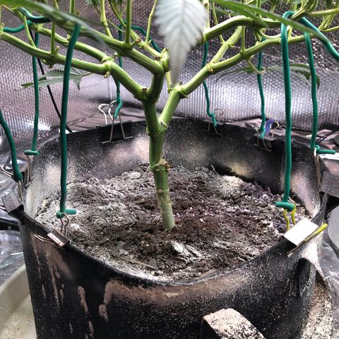 Blue growlog photo: Put down some diatomaceous earth to combat some fungus gnats before they become a problem 