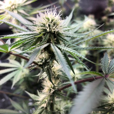 Blue growlog photo: Put down some diatomaceous earth to combat some fungus gnats before they become a problem 