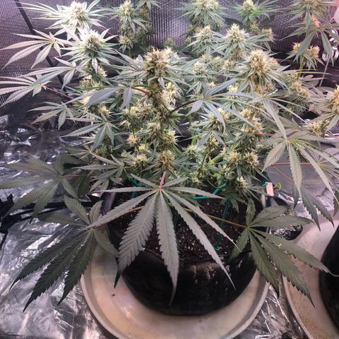 Blue growlog photo: Another light defoliation 