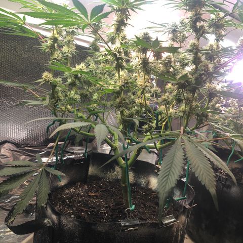 Blue growlog photo: Another light defoliation 