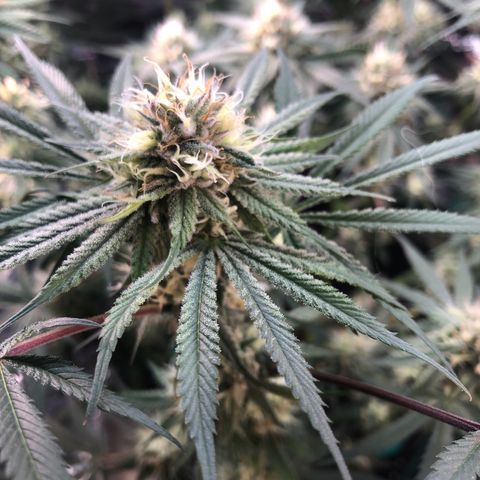 Blue growlog timeline photo