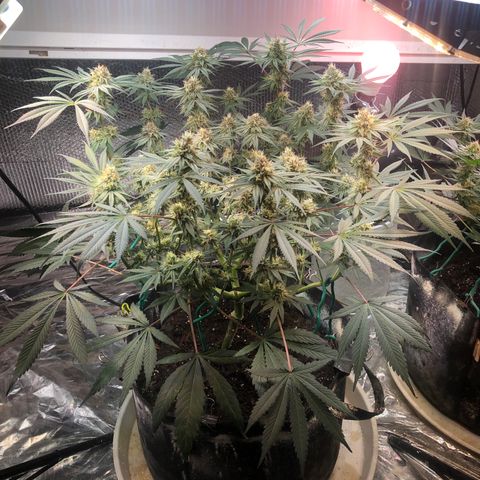 Blue growlog timeline photo