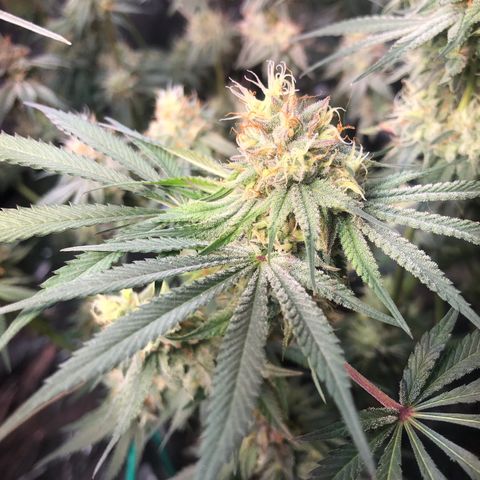 Blue growlog timeline photo