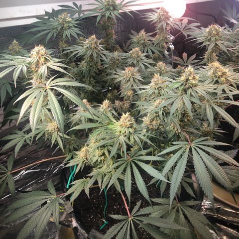 Blue growlog photo: Worm casting and bat guano 