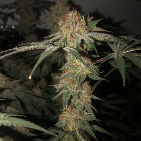 Blue growlog timeline photo