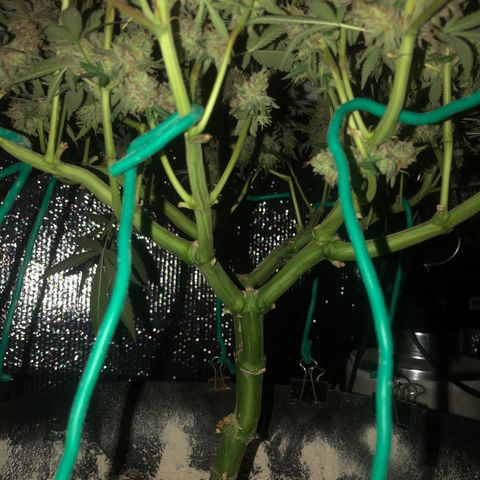Blue growlog timeline photo