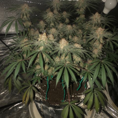 Blue growlog timeline photo