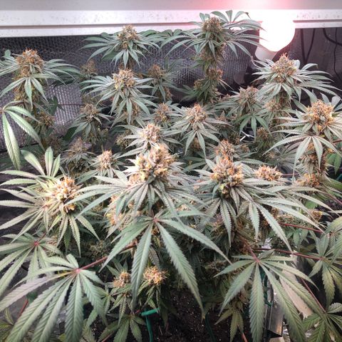 Blue growlog photo: Before vacation photo 