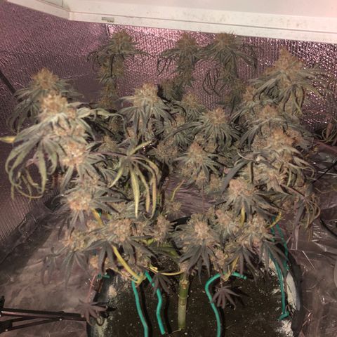Blue growlog photo: Harvest day