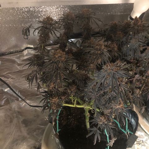 Blue growlog photo: Harvest day