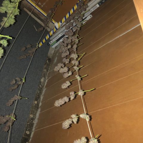 Blue growlog timeline photo