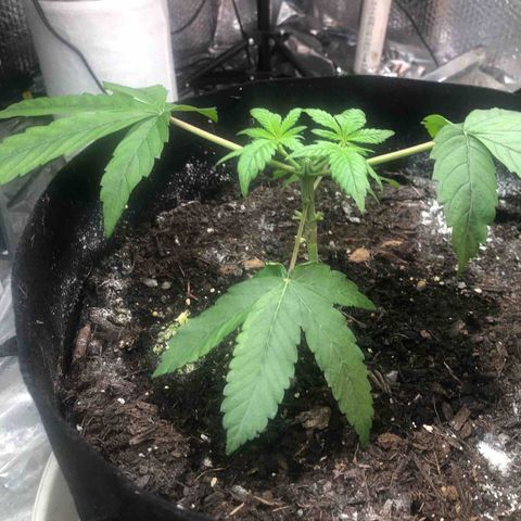 Black Sugar growlog photo: First topping 