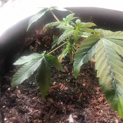 Black Sugar growlog photo: First topping 