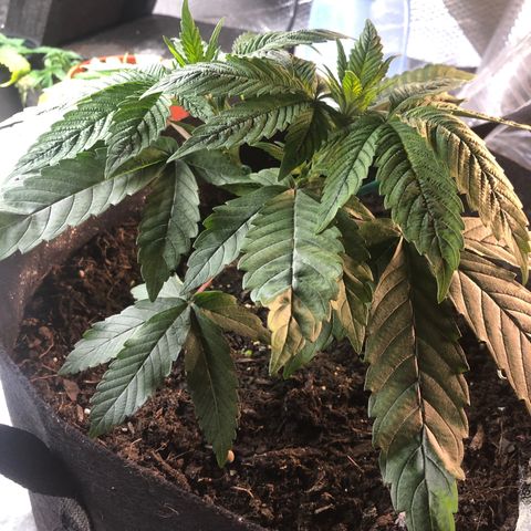 Black Sugar growlog photo: Before second topping 