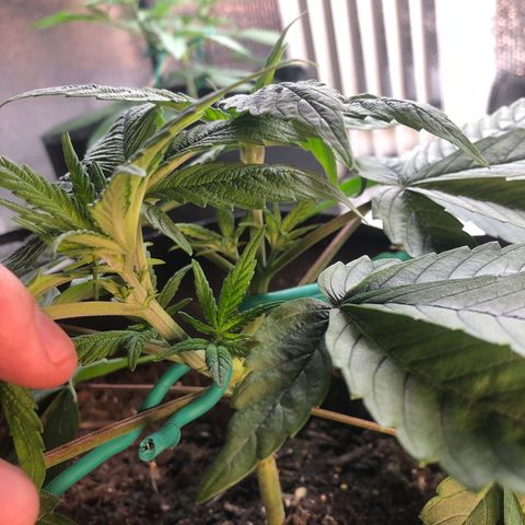 Black Sugar growlog photo: Before second topping 