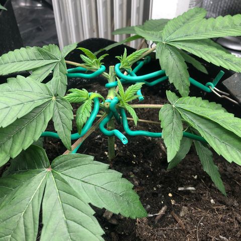Black Sugar growlog photo: After topping 