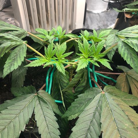 Black Sugar growlog photo: Two days after 3rd topping 