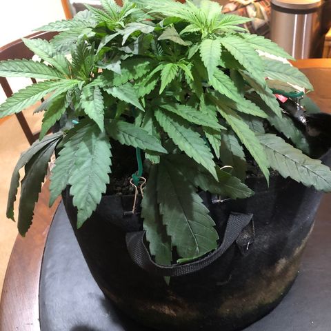Black Sugar growlog photo: Before defoliation after third topping a week ago