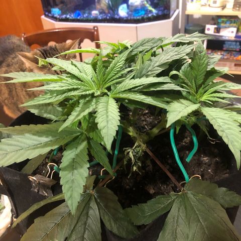 Black Sugar growlog photo: Before defoliation after third topping a week ago
