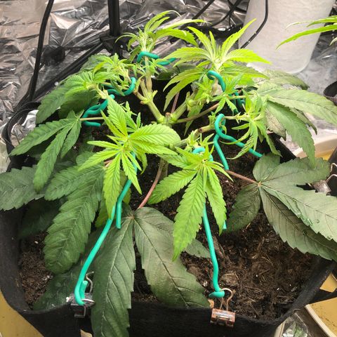 Black Sugar growlog photo: After