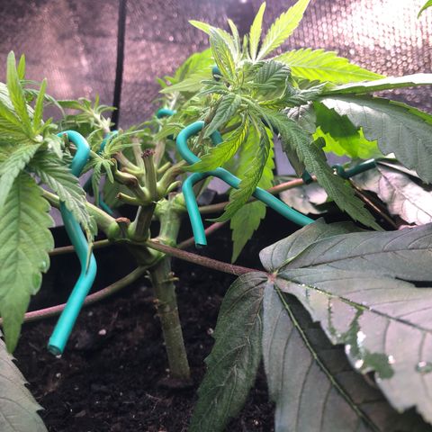 Black Sugar growlog photo: After