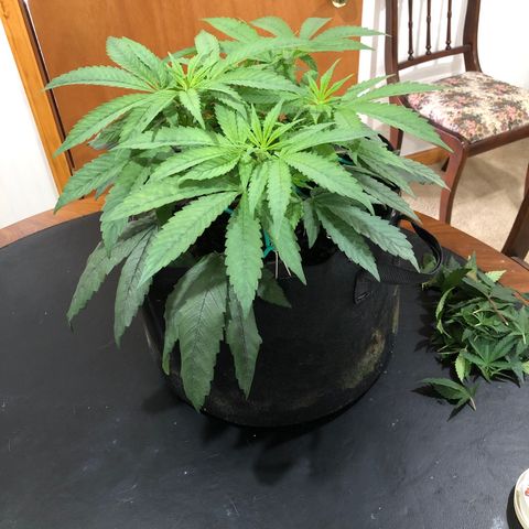Black Sugar growlog timeline photo