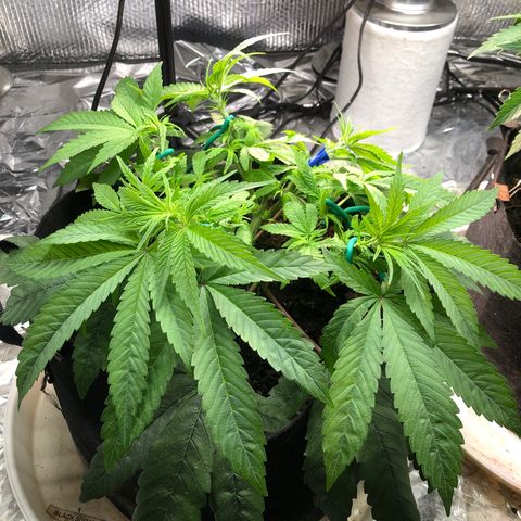 Black Sugar growlog timeline photo