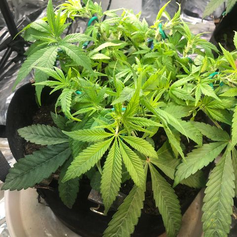 Black Sugar growlog photo: Training and defoliation 