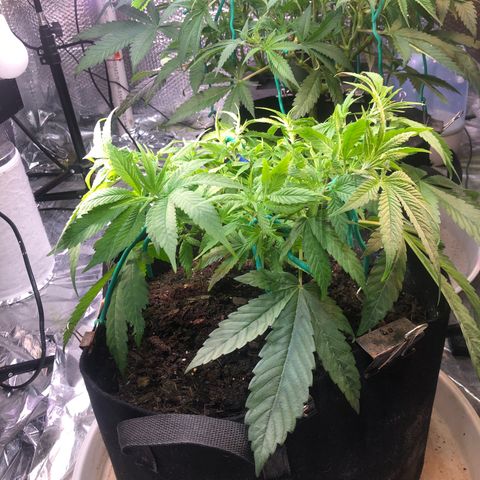 Black Sugar growlog photo: Training and defoliation 