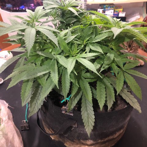 Black Sugar growlog photo: Pre debugging 