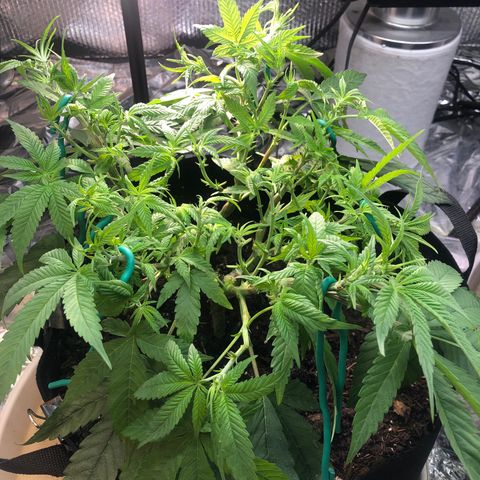 Black Sugar growlog photo: After trim