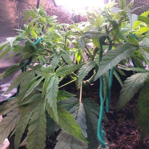 Black Sugar growlog photo: After trim