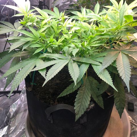 Black Sugar growlog timeline photo
