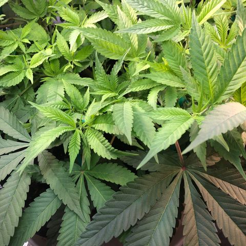 Black Sugar growlog timeline photo