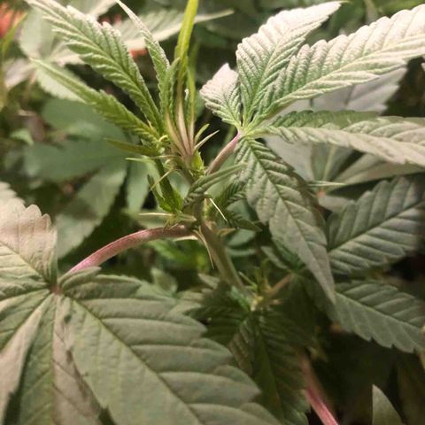 Black Sugar growlog timeline photo