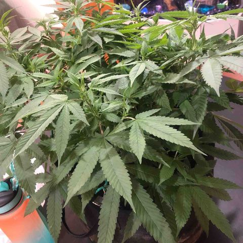 Black Sugar growlog timeline photo