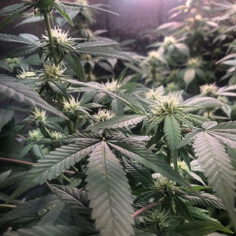 Black Sugar growlog timeline photo