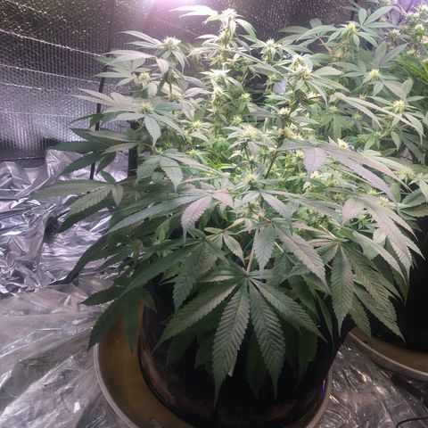 Black Sugar growlog timeline photo