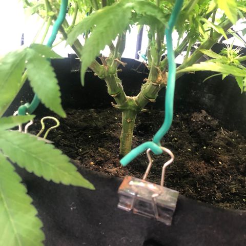 Black Sugar growlog timeline photo