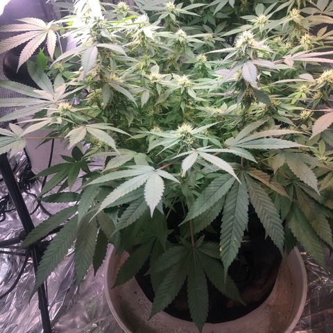 Black Sugar growlog timeline photo