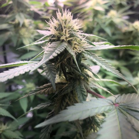 Black Sugar growlog timeline photo