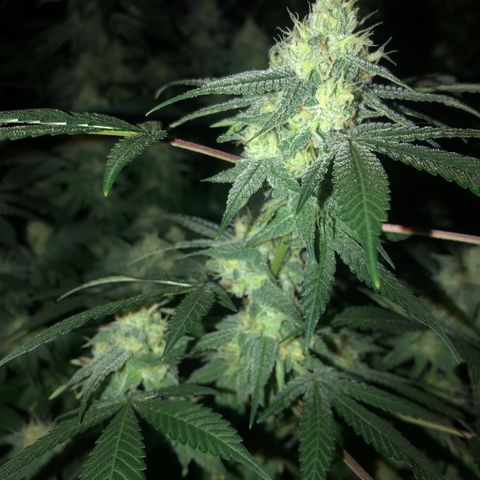 Black Sugar growlog timeline photo