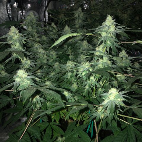 Black Sugar growlog timeline photo