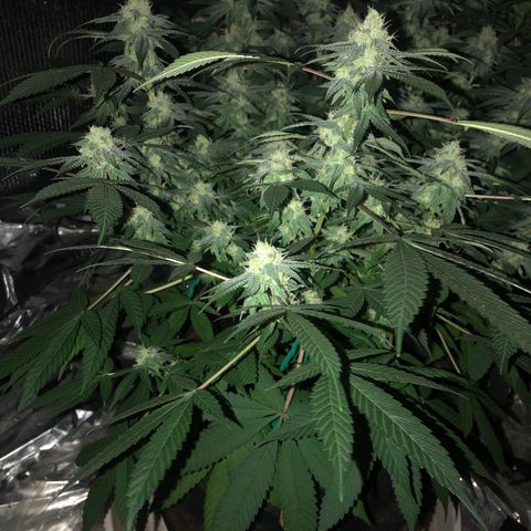 Black Sugar growlog timeline photo