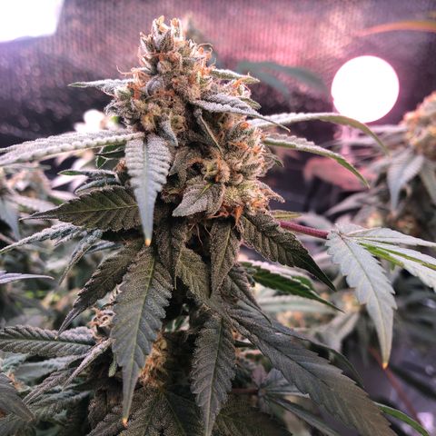 Black Sugar growlog photo: Before Ireland trip