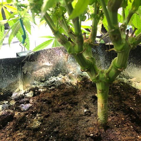 Black Sugar growlog photo: Before Ireland trip