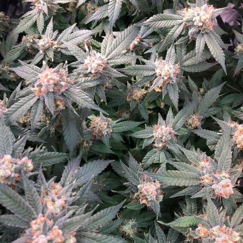 Black Sugar growlog photo: Before Ireland trip